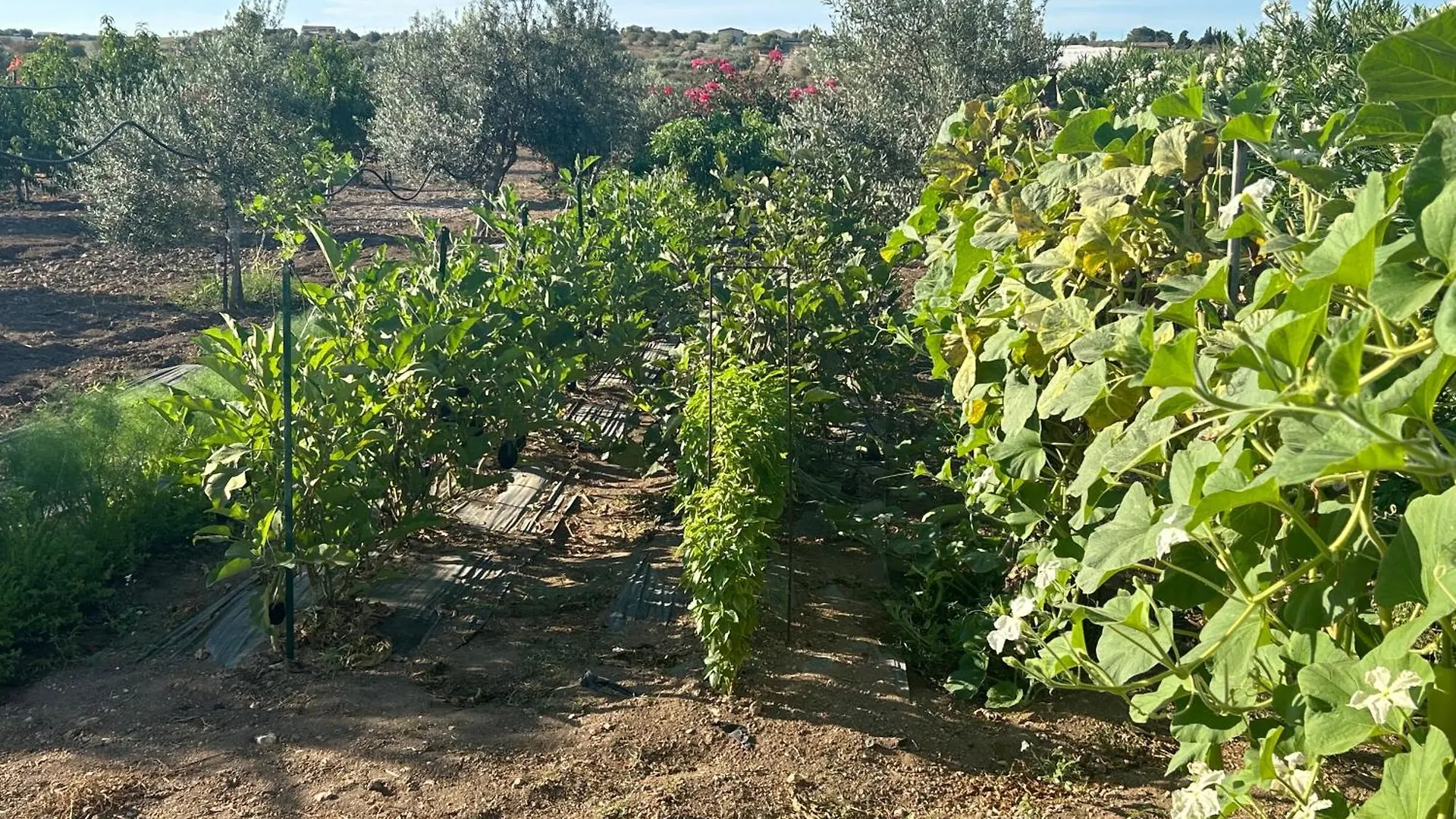 Country House Il Gelso E L'Ulivo Appartamento In Villa L'Ulivo Noto 0*,  Italy