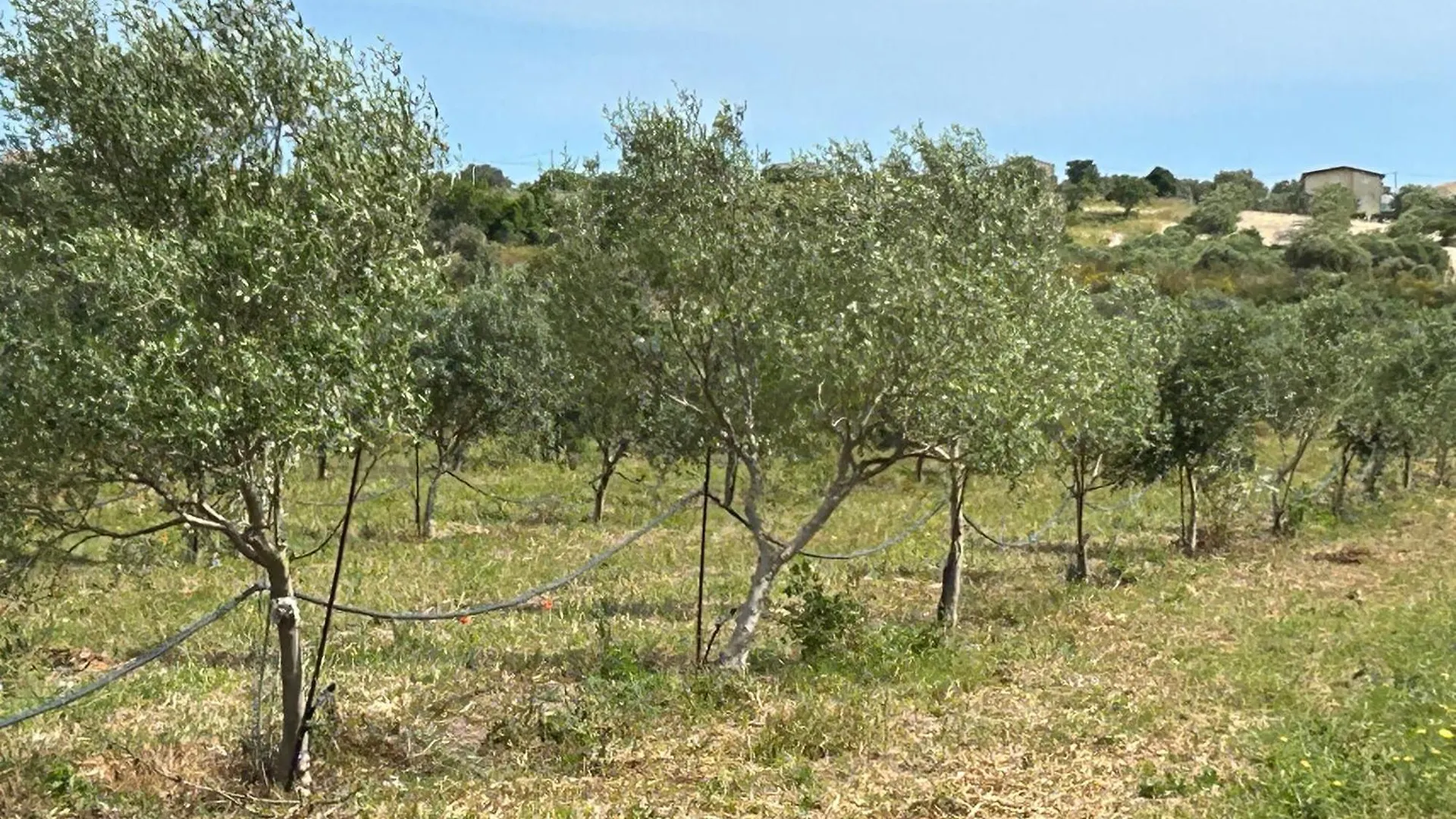 Country House il Gelso e l'Ulivo appartamento in villa l'Ulivo Noto Italia